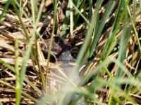 2016-05-08 12h53m38 - Ringslang met kikker in de bek - Pierre Bernard
